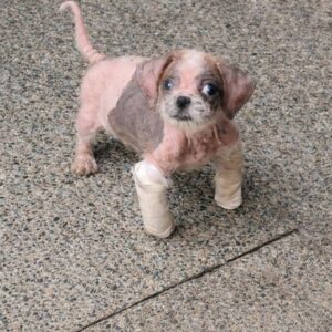 Allie the Puppy Balances on a Skateboard After a Tough Start