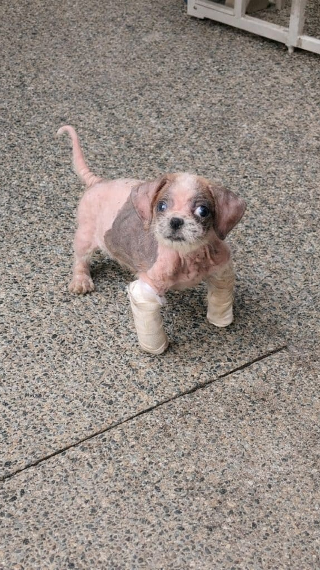 Allie the Puppy Balances on a Skateboard After a Tough Start