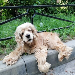 From Abandoned Breeding Dog to Cherished Companion: Iveta's Journey