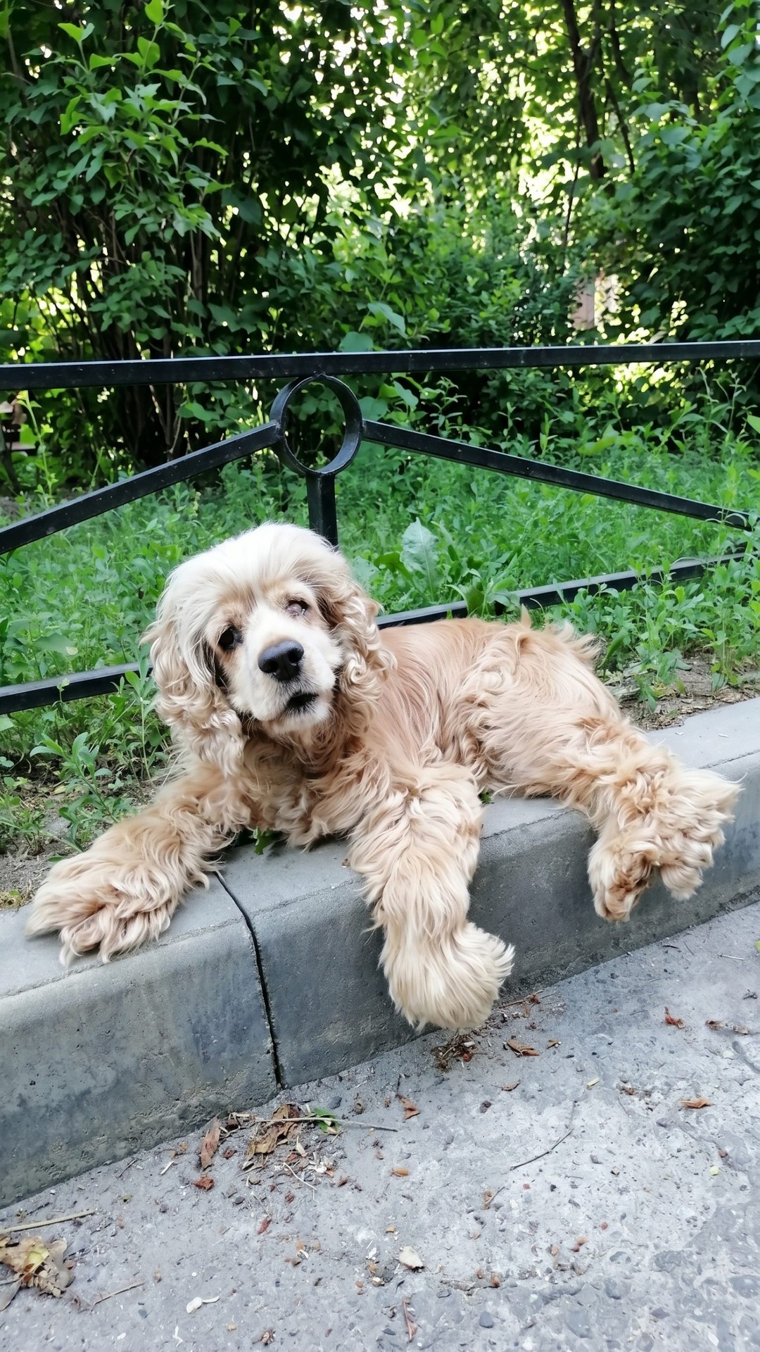 From Abandoned Breeding Dog to Cherished Companion: Iveta's Journey