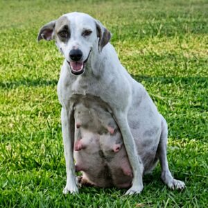 Pregnant Dog Found on Busy Highway Delivers 11 Healthy Puppies