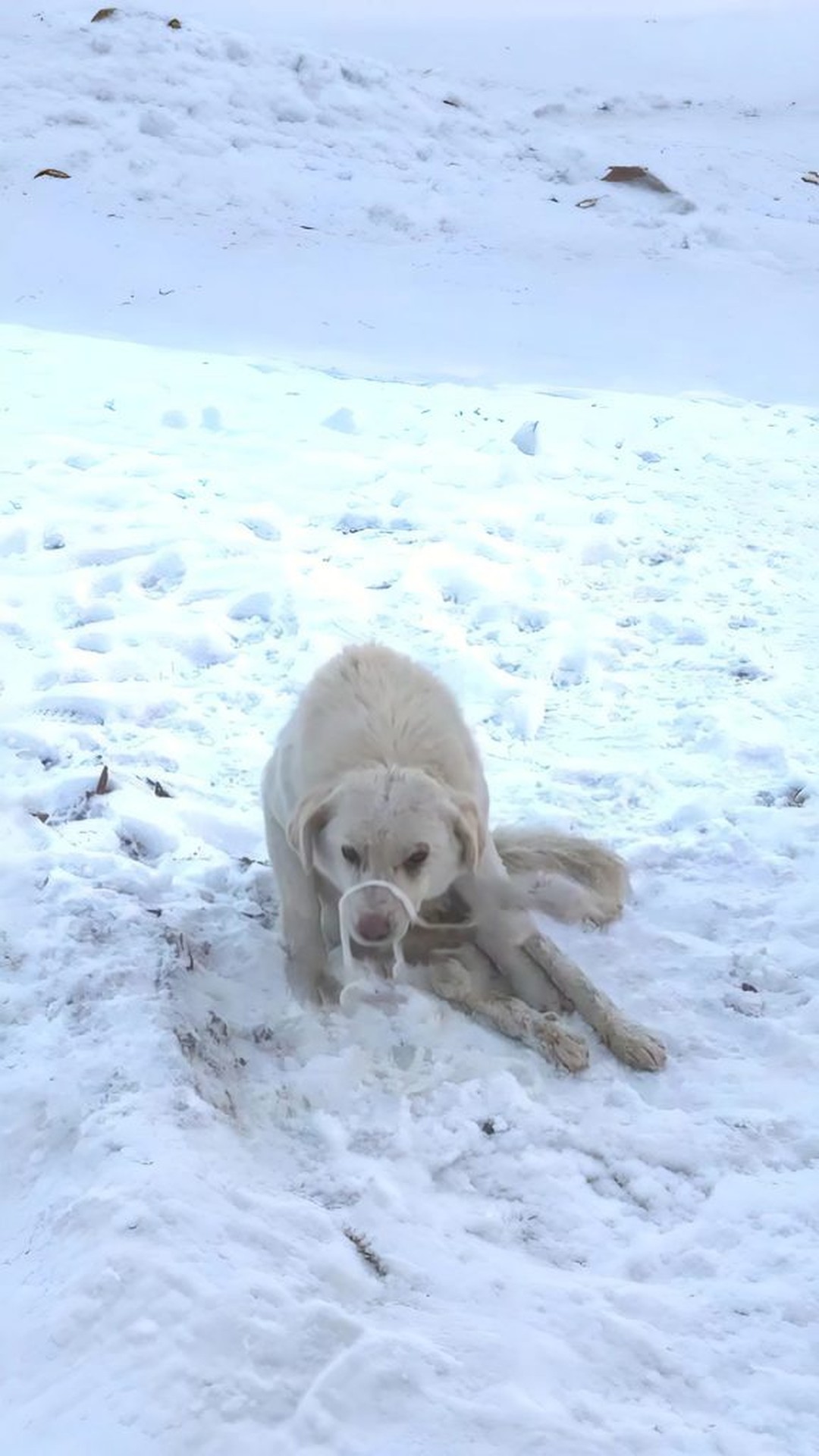 Dog Named Ice Found Nearly Frozen in Snow, Begins Journey to Recovery