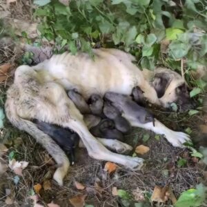 Eda's Tender Moments: A Mother’s Sacrifice for Her Puppies