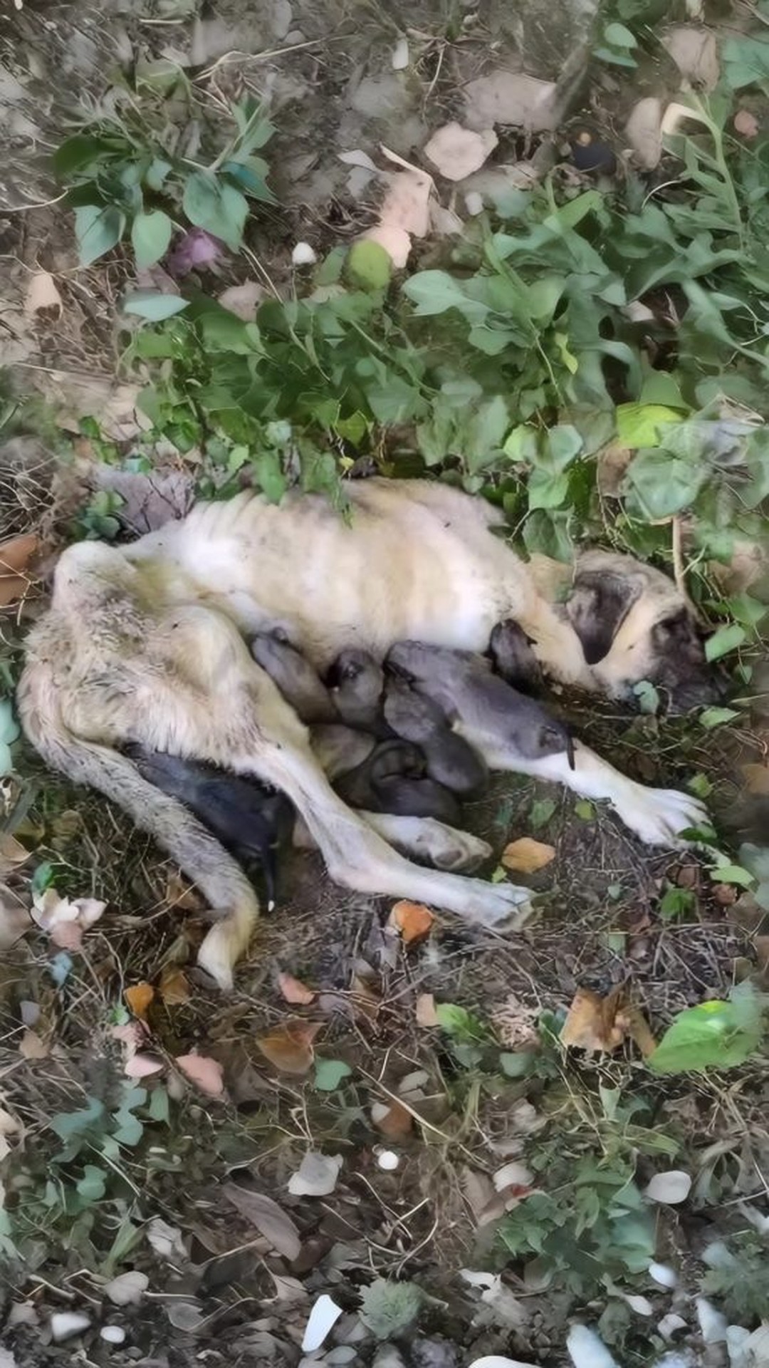 Eda's Tender Moments: A Mother’s Sacrifice for Her Puppies