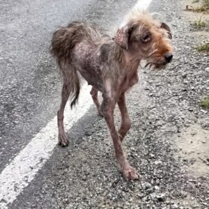 Nazlı Takes Her First Treat: A Critical Step in Recovery