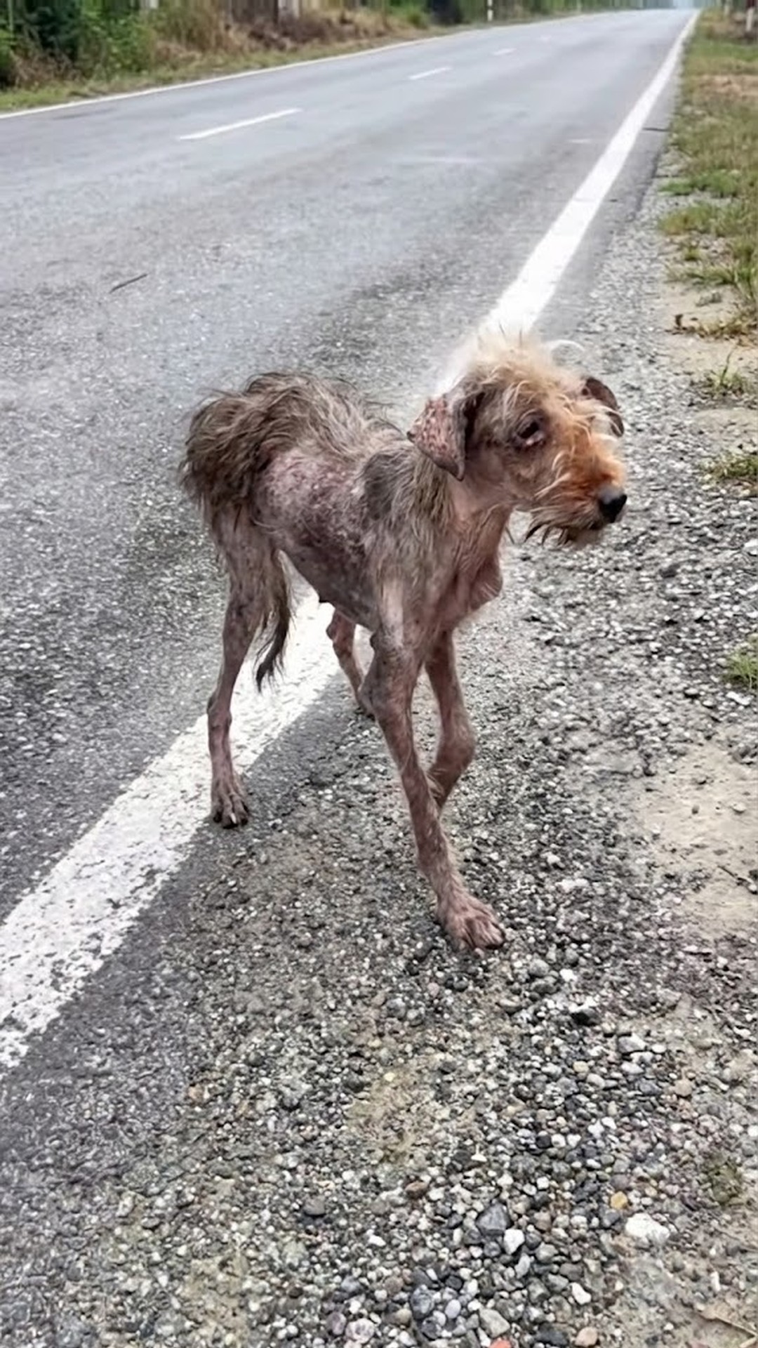Nazlı Takes Her First Treat: A Critical Step in Recovery