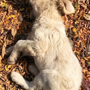 Barney's Transformation: From Terrified Stray to Joyful Family Companion