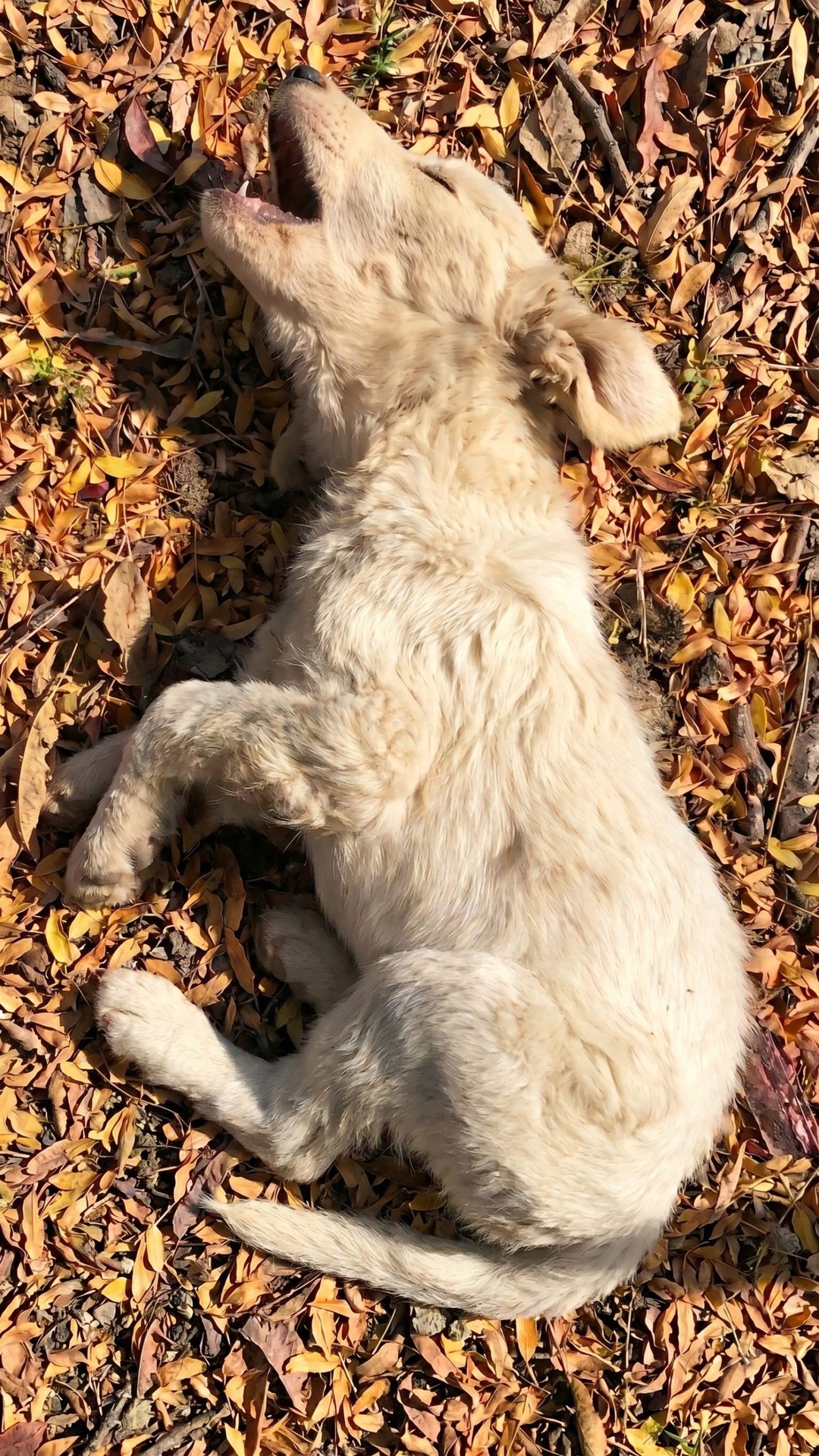 Barney's Transformation: From Terrified Stray to Joyful Family Companion