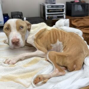 Opal's Journey: A Quiet Transformation Over Three Months