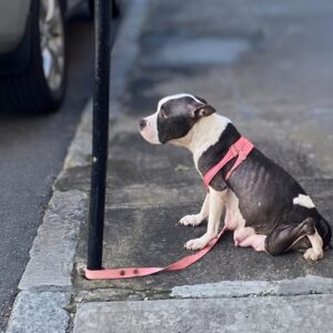 From Despair to Joy: How Pandora Overcame Trauma After Losing Her Puppies