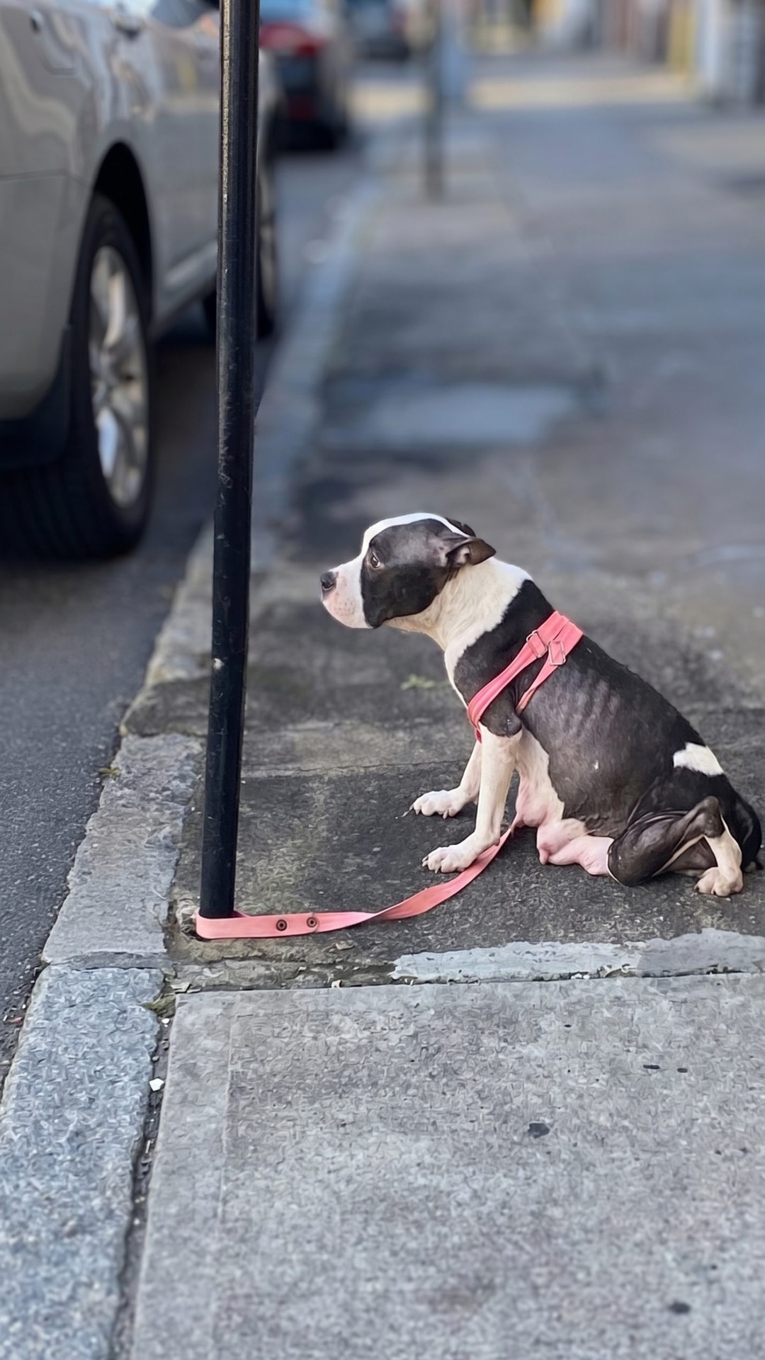 From Despair to Joy: How Pandora Overcame Trauma After Losing Her Puppies