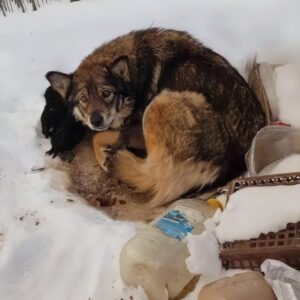 From a Frozen Hollow to a Loving Home: A Mother's Resilience
