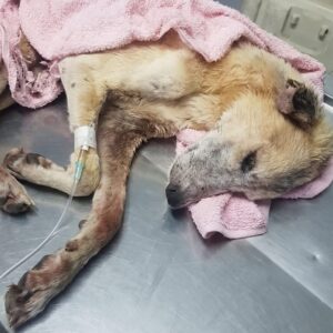 Sopranito's Recovery: From Abandonment to a Brighter Future
