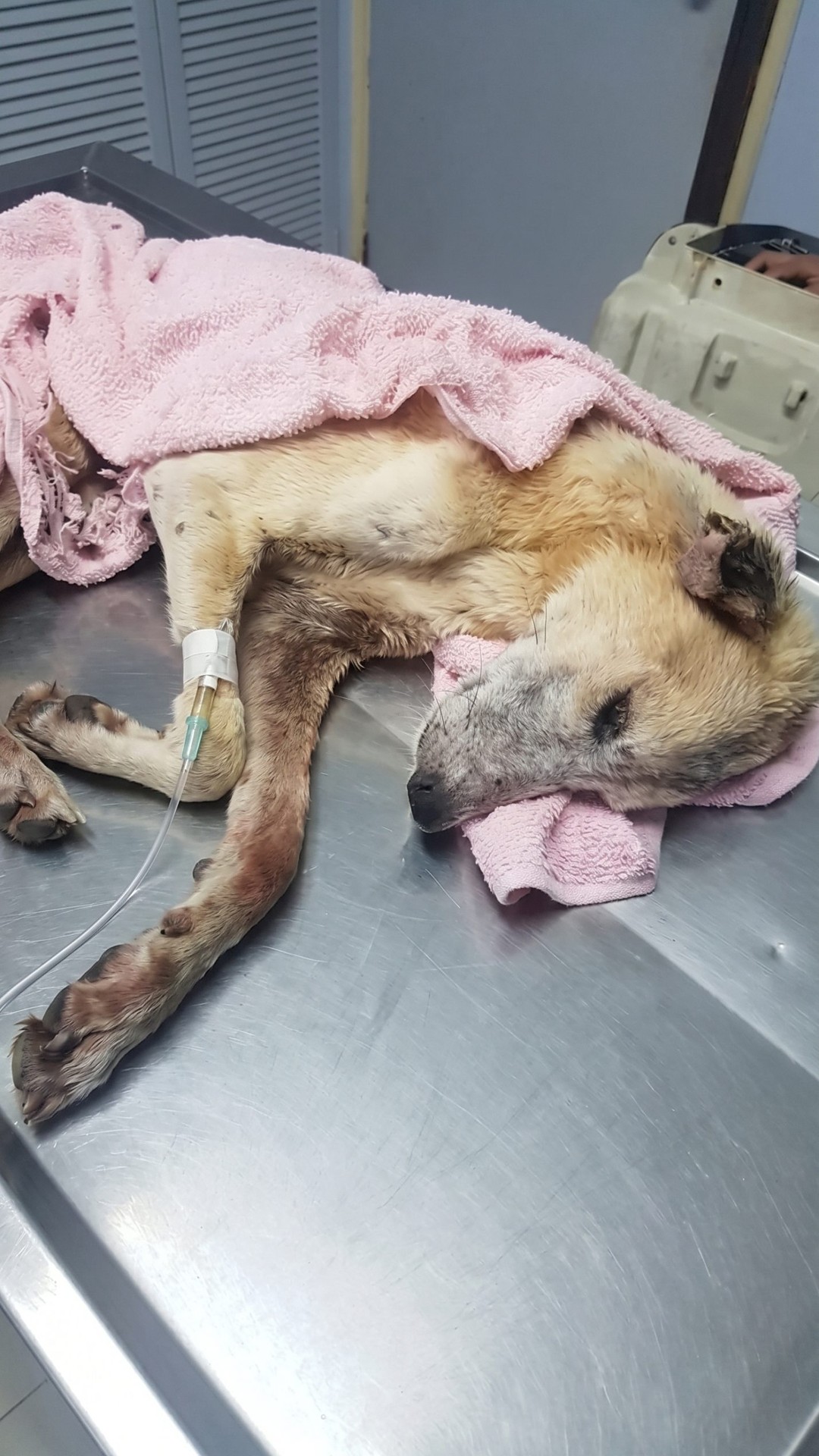 Sopranito's Recovery: From Abandonment to a Brighter Future