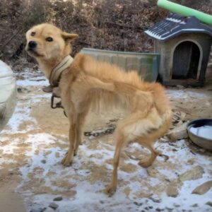 Donghee's Silent Wait Ends: A Journey from Chains to Comfort