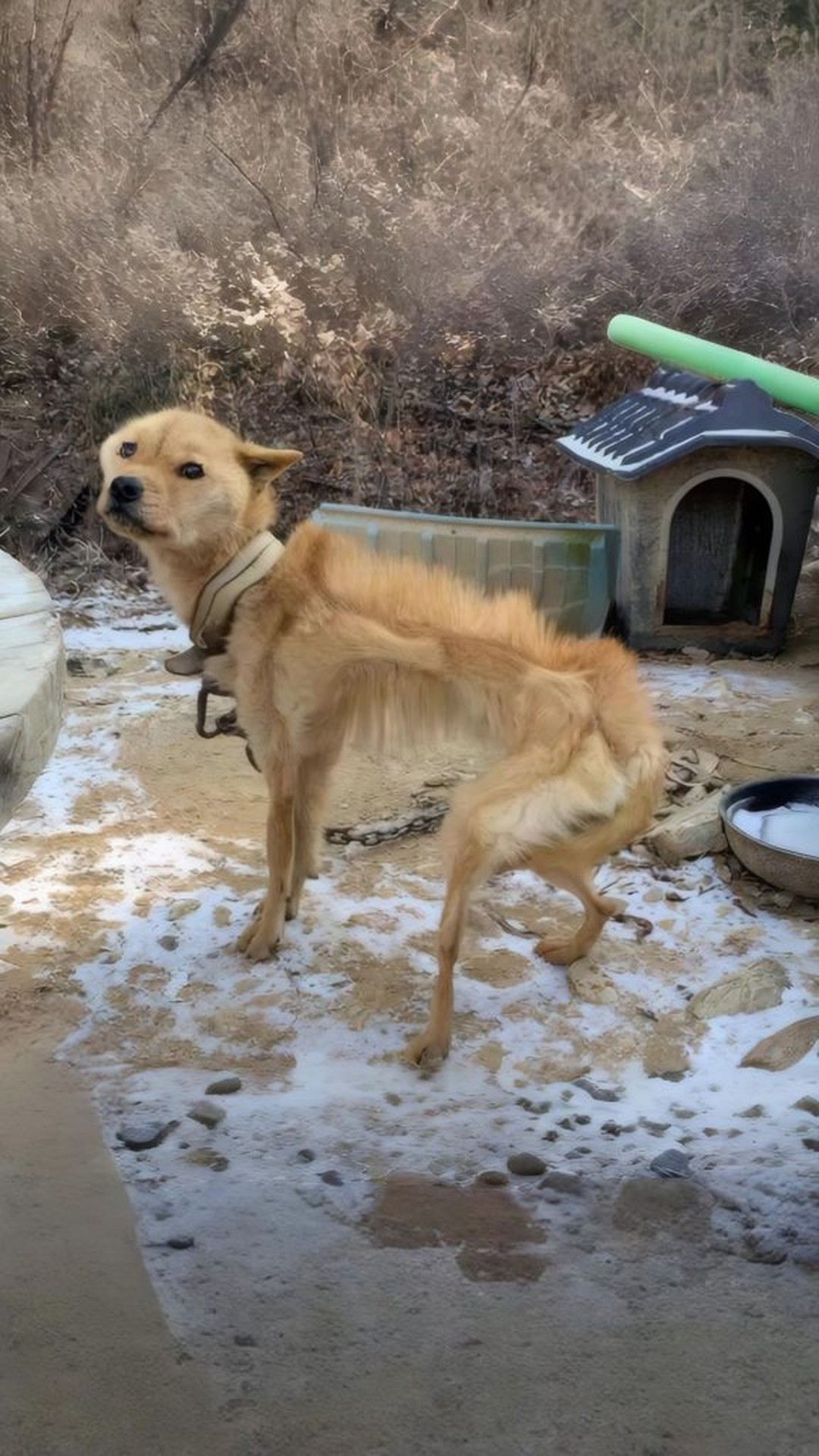 Donghee's Silent Wait Ends: A Journey from Chains to Comfort