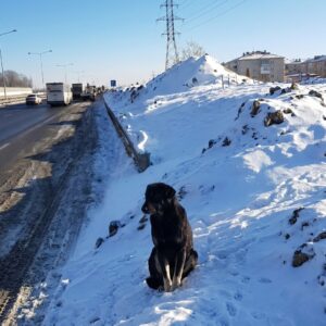 Rescue Dog Sean Found Shivering in Snow, Learns to Trust Again