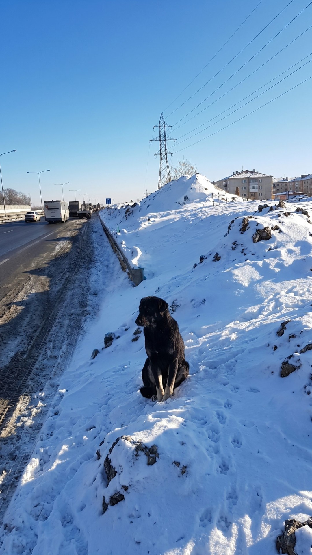 Rescue Dog Sean Found Shivering in Snow, Learns to Trust Again