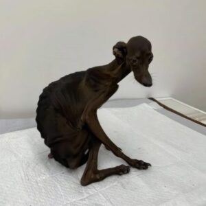 Five Silent Dogs Show Resilience While Awaiting Rescue