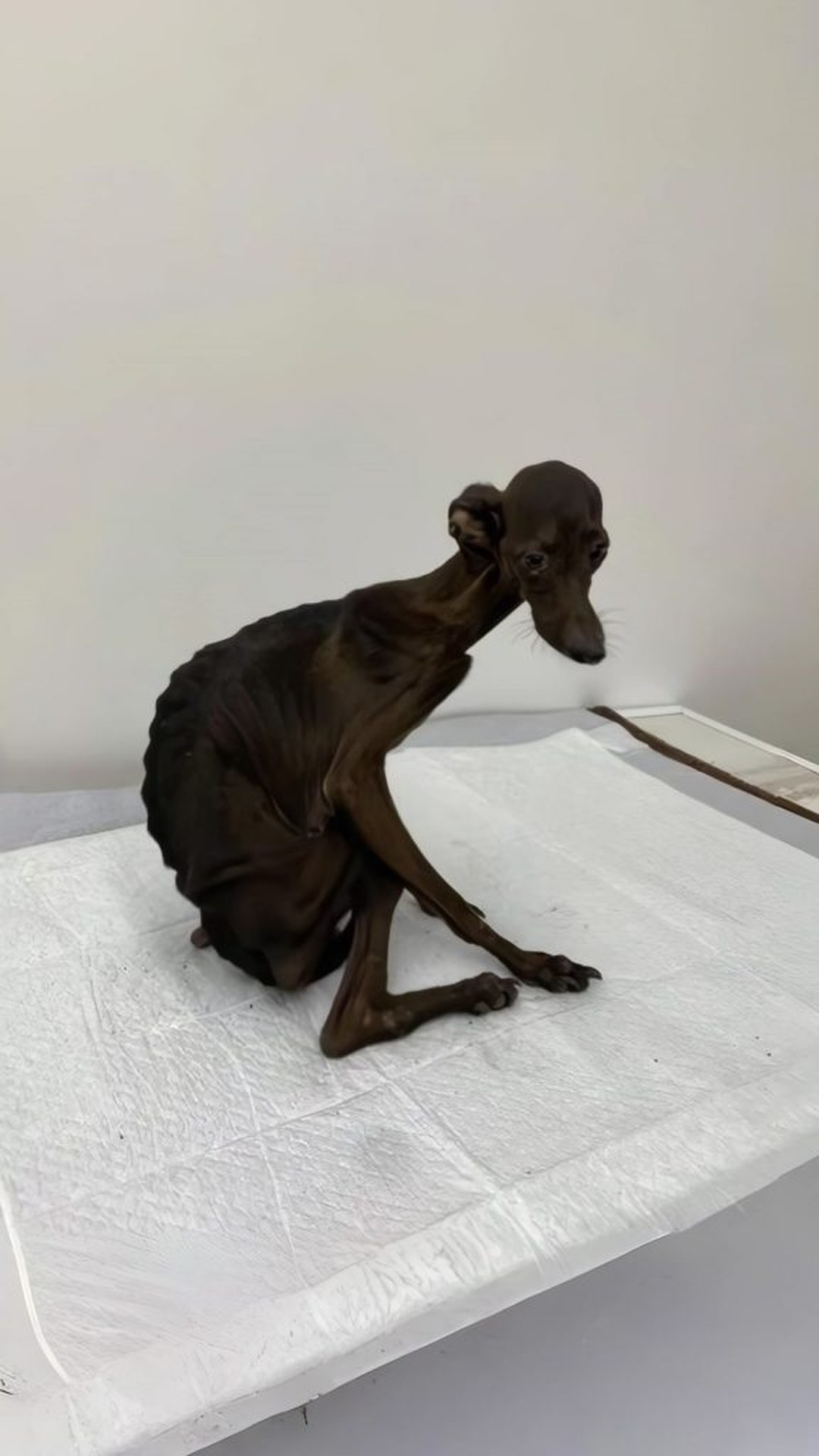 Five Silent Dogs Show Resilience While Awaiting Rescue