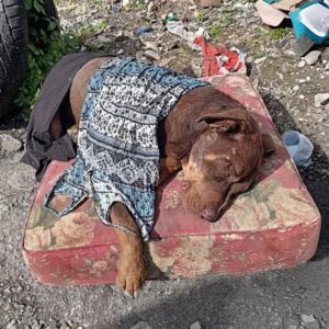Julio's Journey: From Tragic Injury to Regaining His Freedom