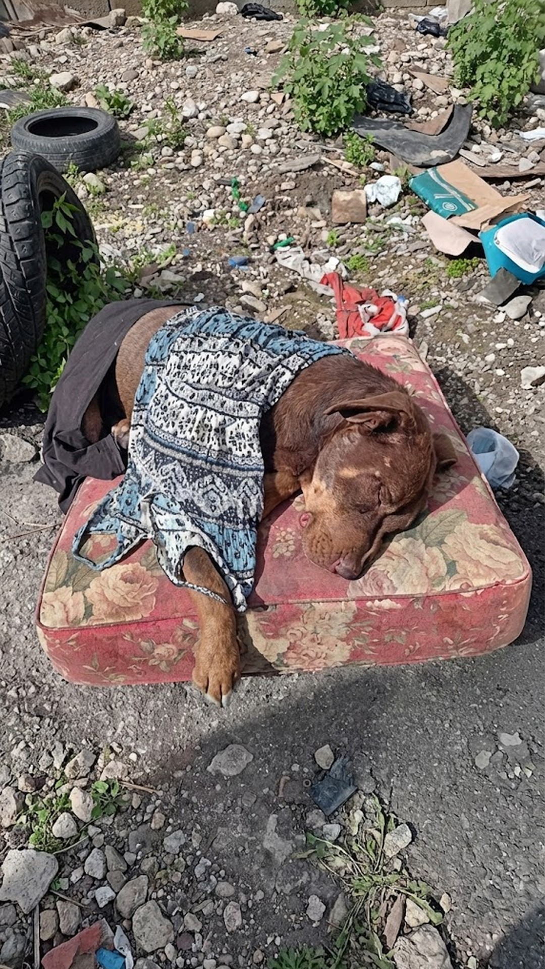 Julio's Journey: From Tragic Injury to Regaining His Freedom