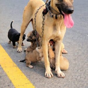Mother Dog Finds Every One of Her Hidden Puppies Amidst Hardship