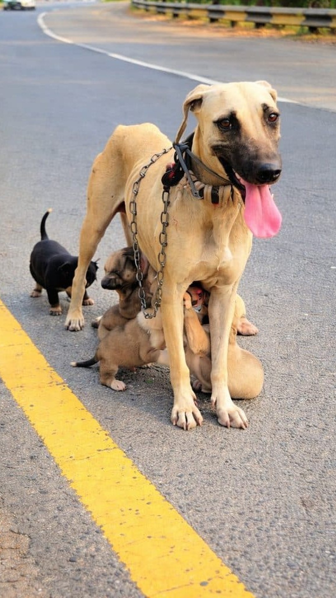 Mother Dog Finds Every One of Her Hidden Puppies Amidst Hardship