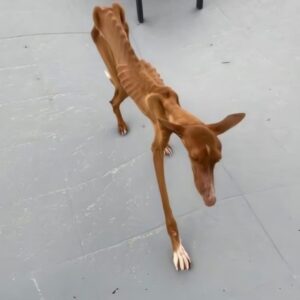 Felix Stands on His Own: A Major Milestone in Recovery