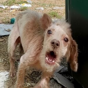 A Stray Dog's Journey: From Abandonment to Recovery Over Several Weeks