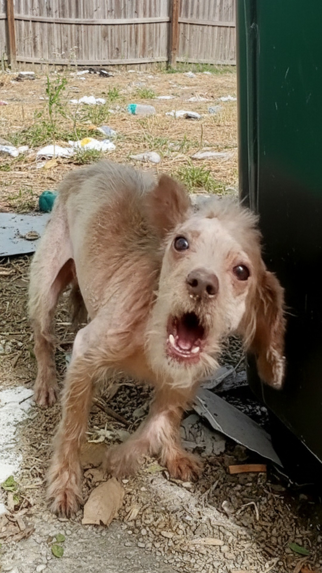 A Stray Dog's Journey: From Abandonment to Recovery Over Several Weeks