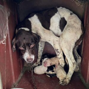 From a Chained Shelter to a Loving Home: The Rescue of Porter and Her Puppies