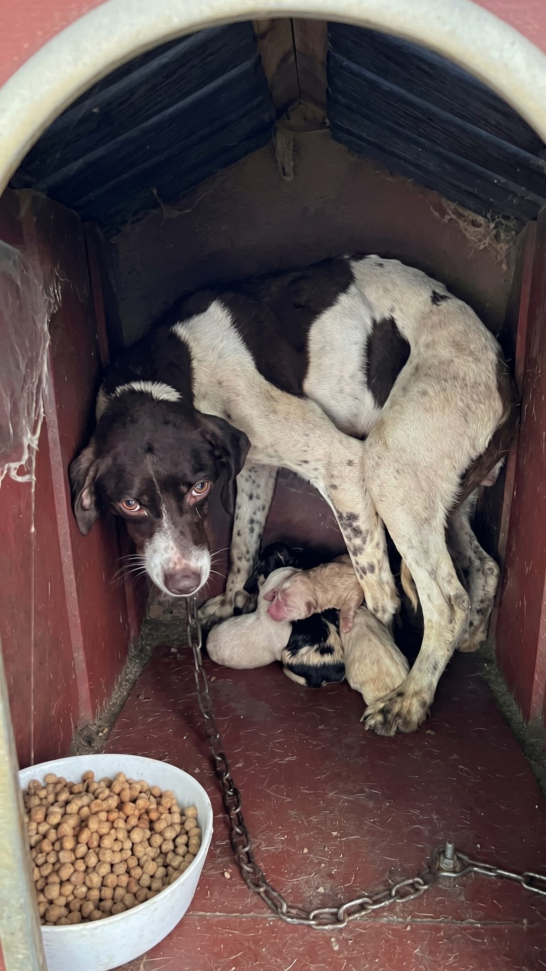 From a Chained Shelter to a Loving Home: The Rescue of Porter and Her Puppies