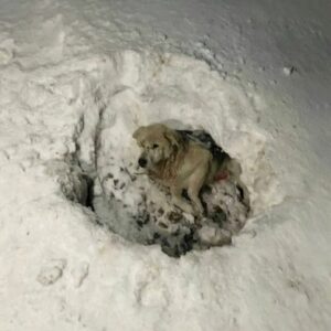 From Motionless in the Snow to Rolling with Confidence: Mishka's Journey