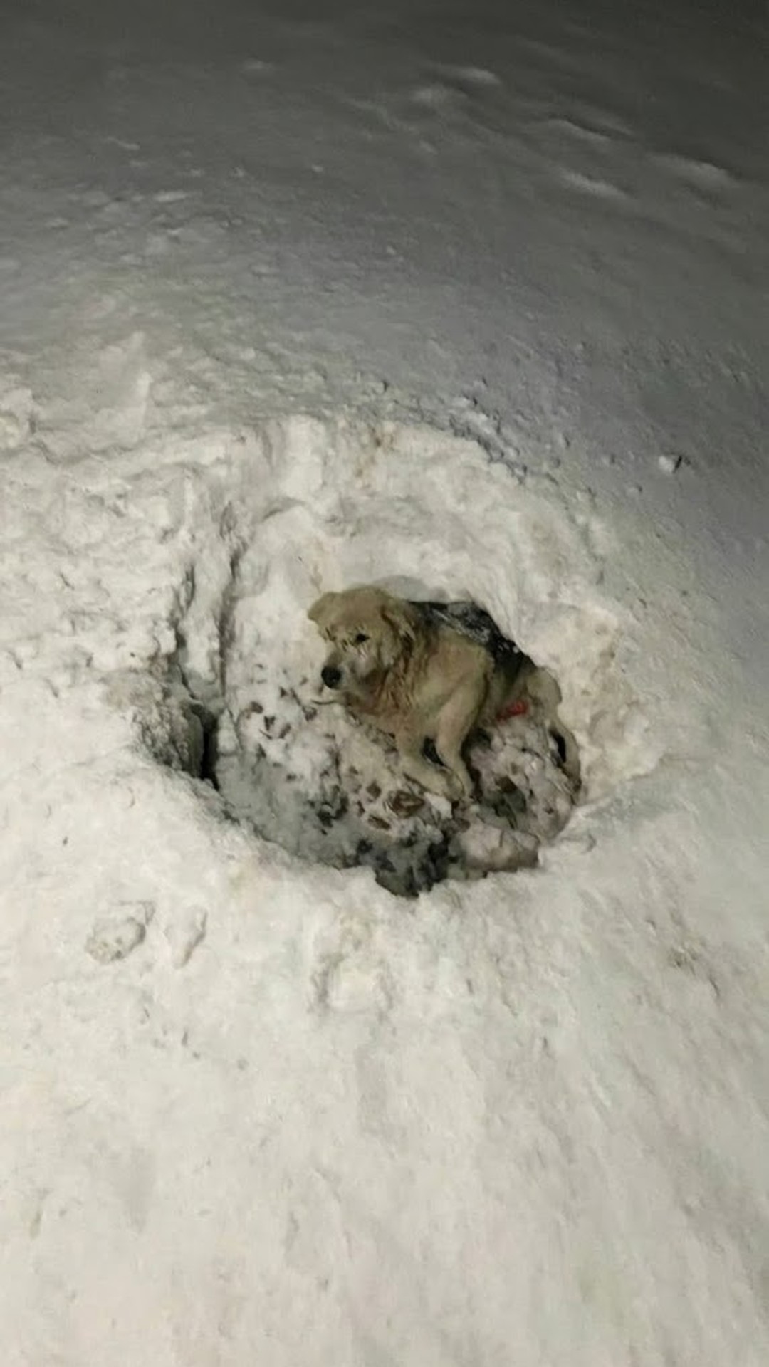 From Motionless in the Snow to Rolling with Confidence: Mishka's Journey