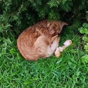 Mushka's Transformation: From Abandoned and Broken to Joyful Companion in 50 Days