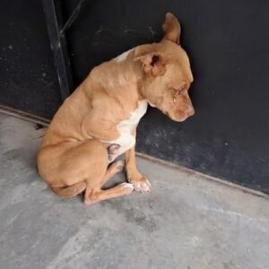 Veterinarians Discover Luz's Kidney Failure After Rescue from Fear