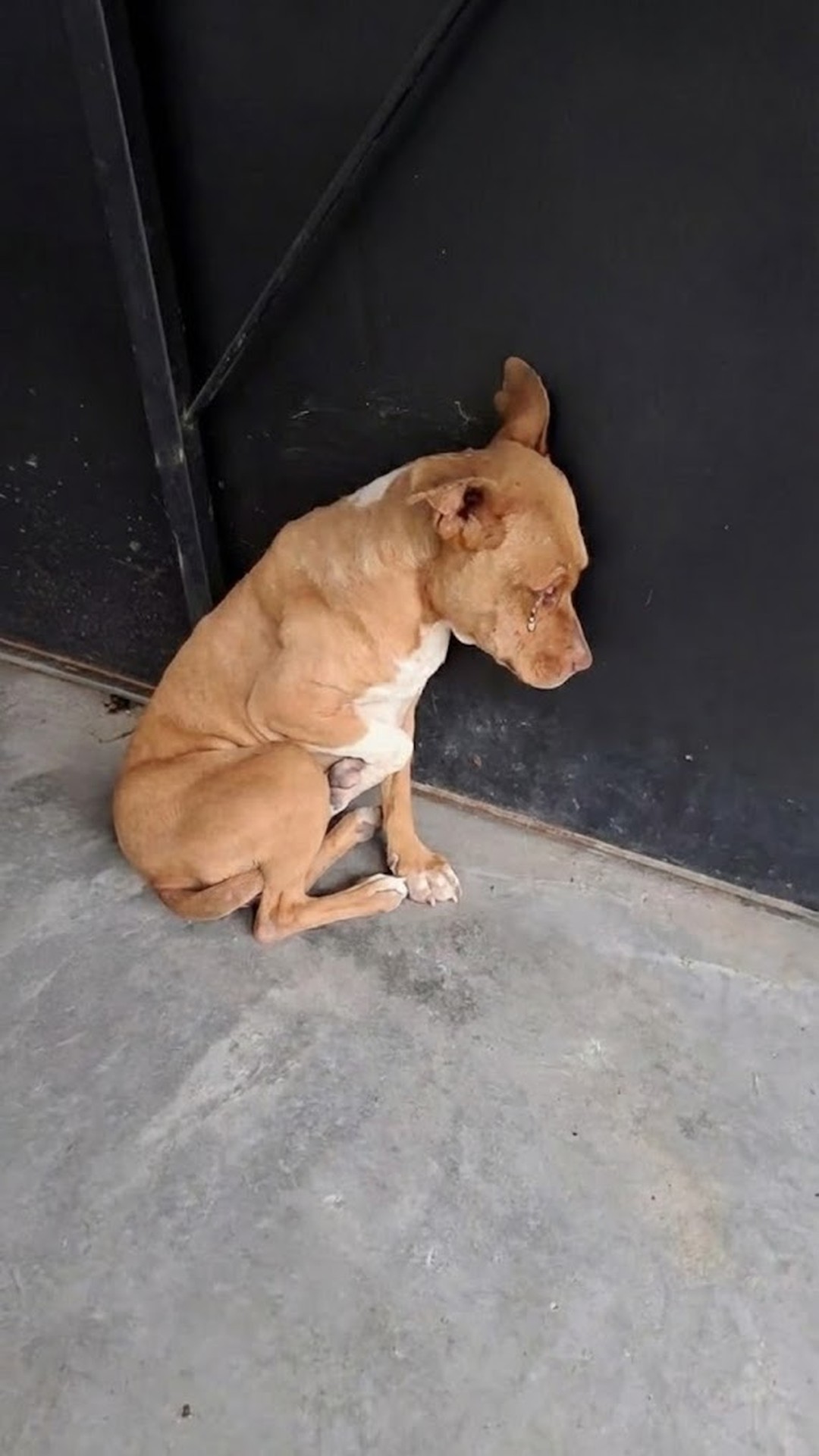 Veterinarians Discover Luz's Kidney Failure After Rescue from Fear