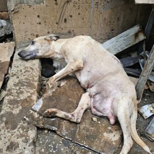 Abandoned Dog Hope Defies All Odds to Protect Her Ten Puppies