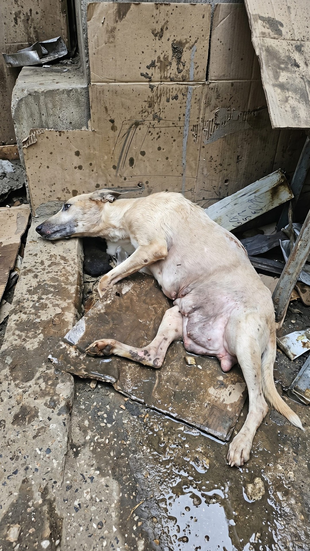 Abandoned Dog Hope Defies All Odds to Protect Her Ten Puppies