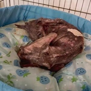Rescue Team Finds Sena: A Shadow of a Dog on the Brink of Survival