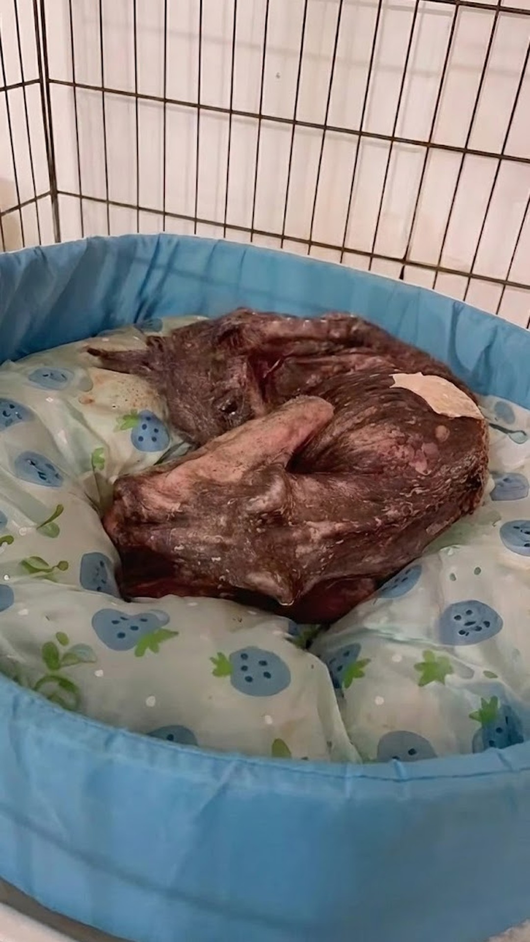 Rescue Team Finds Sena: A Shadow of a Dog on the Brink of Survival