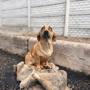 Lucky's Remarkable First Steps After Paralysis and Abandonment