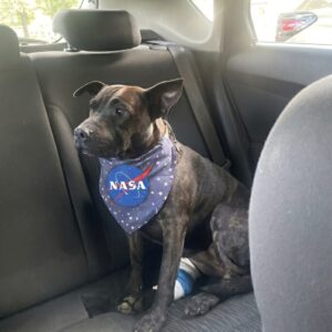 Rosie's Tumors Shrink Dramatically After Experimental AI-Driven Treatment