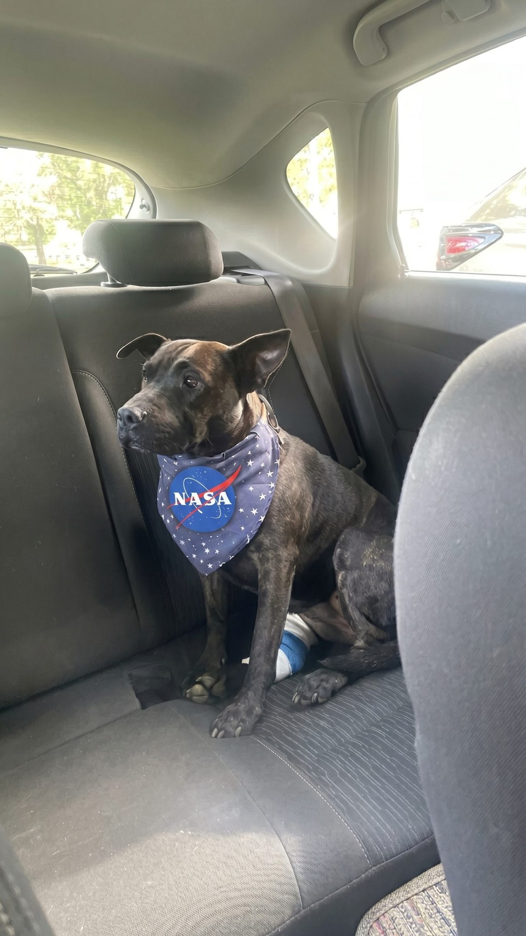 Rosie's Tumors Shrink Dramatically After Experimental AI-Driven Treatment