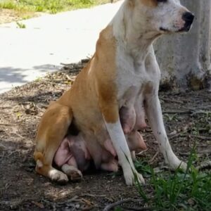Rescuers Follow Betty's Lead to Find Her Hidden Puppies