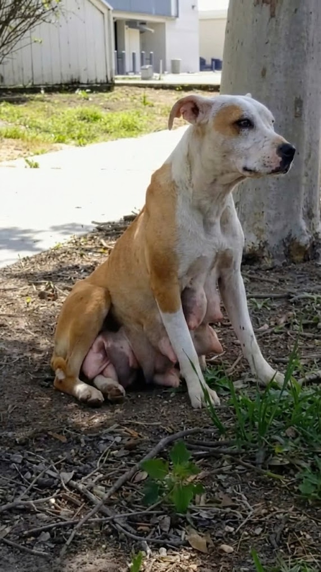 Rescuers Follow Betty's Lead to Find Her Hidden Puppies