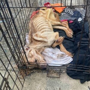 From Abandonment to Beach Bliss: Lexi's 60-Day Recovery Journey