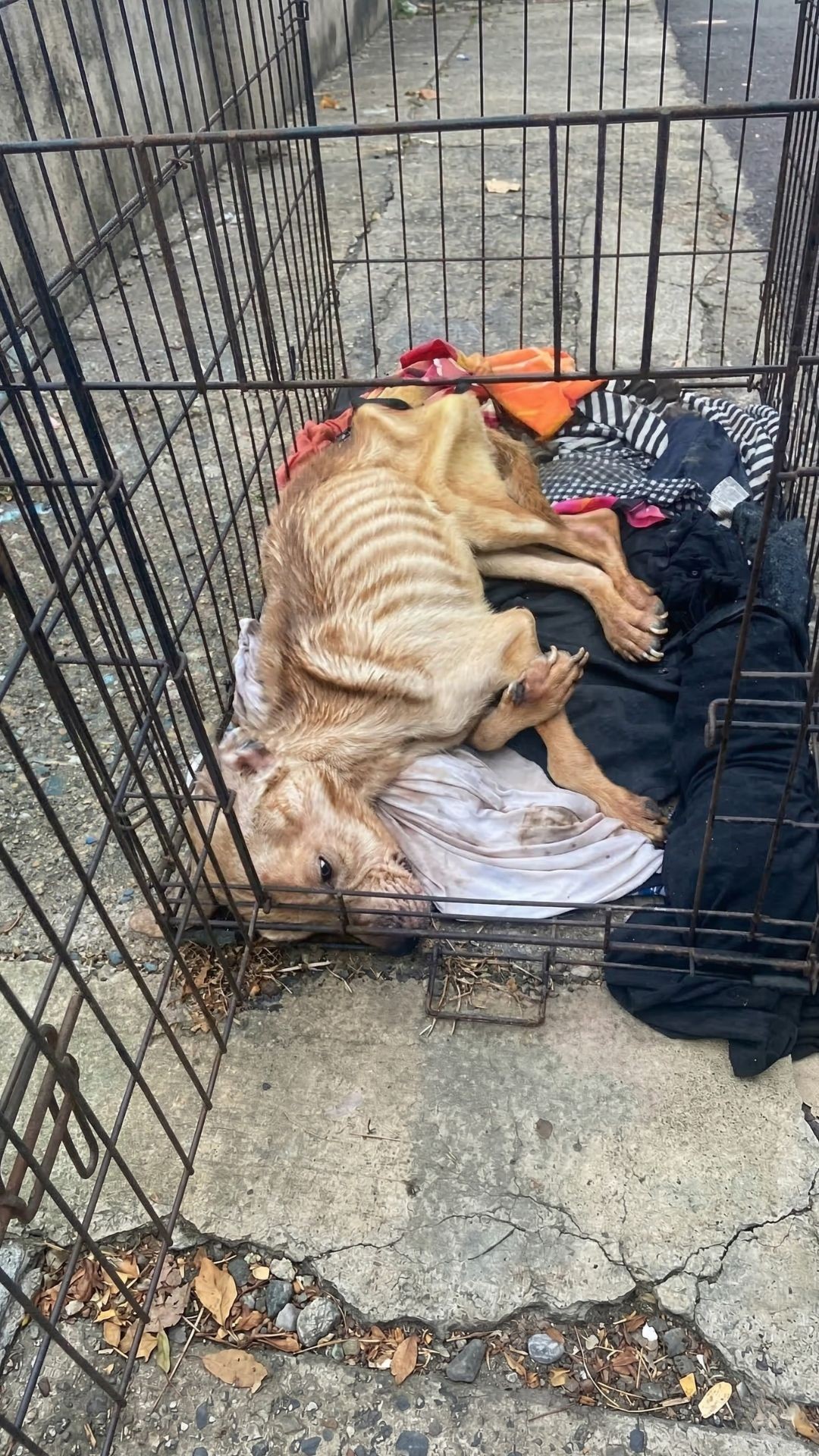 From Abandonment to Beach Bliss: Lexi's 60-Day Recovery Journey