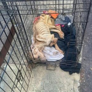 Molly's Transformation: From a Forgotten Crate to a Loving Home in Weeks